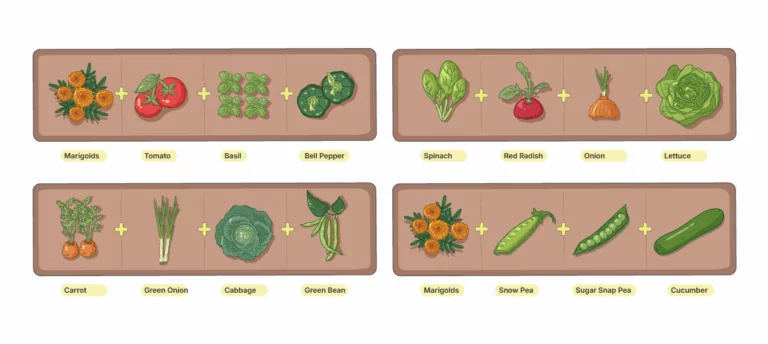 Good combinations for the companion planting