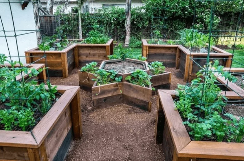 Star-shaped raised vegetable garden bed and traditional wooden vegetable garden beds