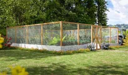 32x32-large-raised-garden-bed-with-deer-fence